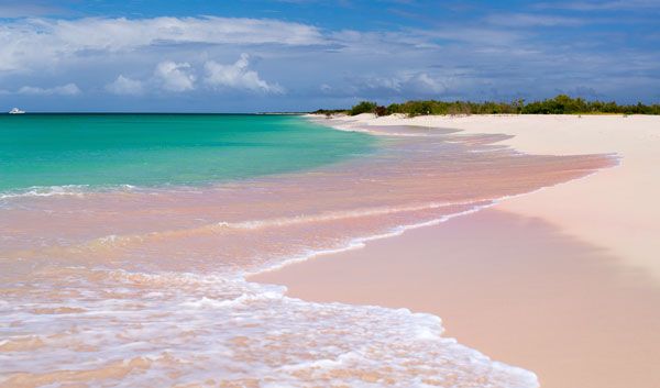 PPink Sand Beach Barbuda Caribbean Islands