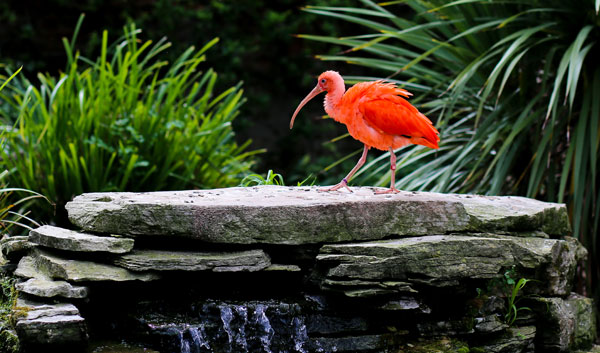 Tobago Caribbean Islands Scarlet Ibis